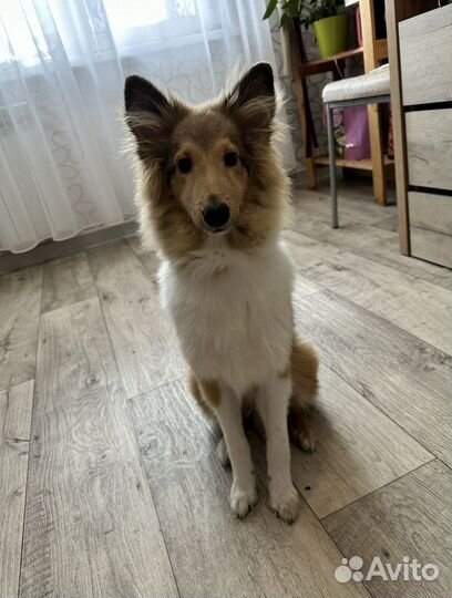 Щенки шелти