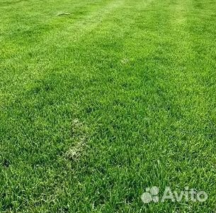 Укладка Рулонного газона