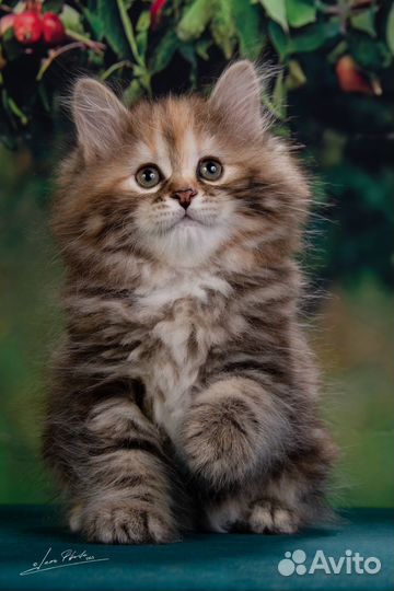 Курильский бобтейл из питомника