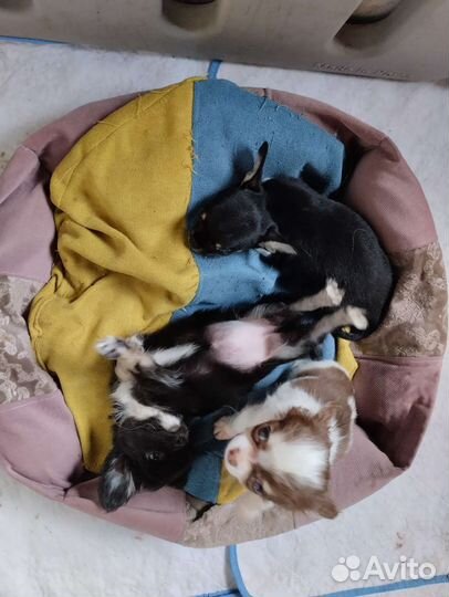 Чихуахуа гладкий мальчик. Доставка