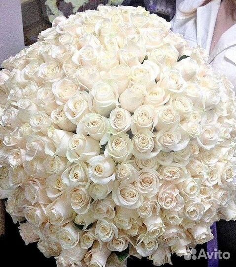 51 Роза, Букеты Цветы Розы 25 101 501 1001