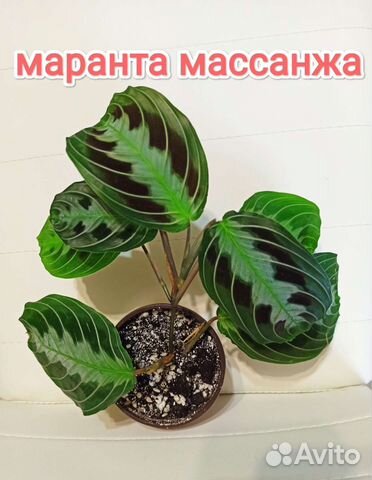 Маранта массанжа и другие