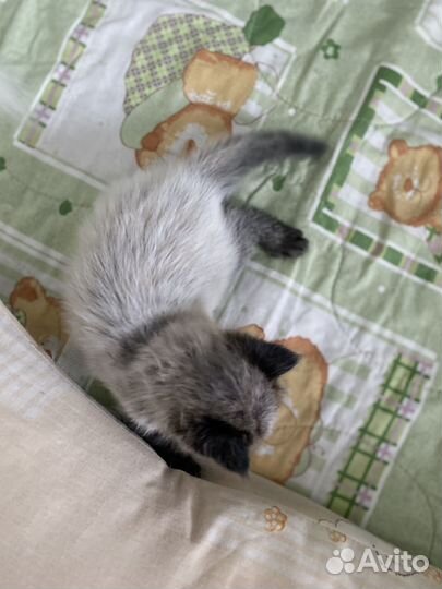 Мейн-кун девочка