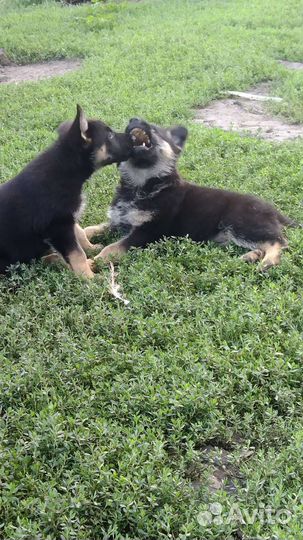 Немецкая овчарка+вео