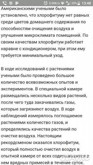 Хлорофитум