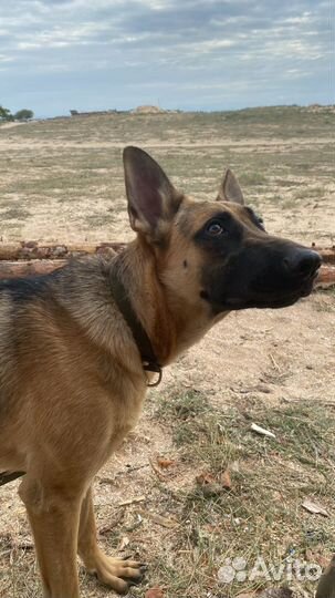 Немецкая овчарка в добрые руки