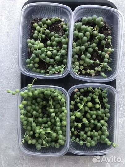 Крестовник роули