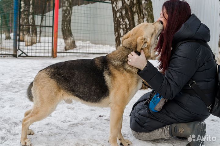 Ральф ищет семью