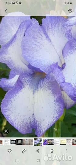Ирисы сортовые