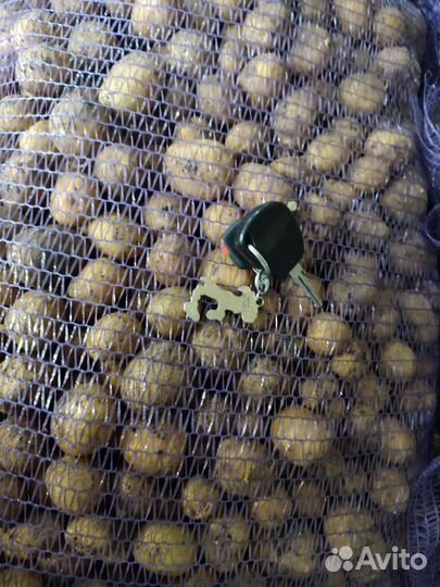 Картофель на корм животным