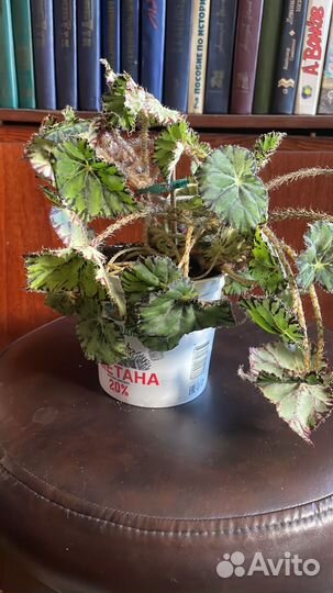 Комнатные растения