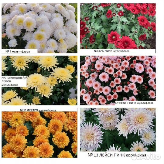 Хризантемы и др