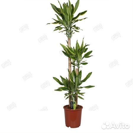 Драцена Коаст Голден Dracaena Coast Golden 75-45-2