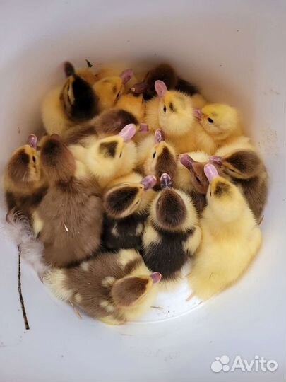 Индоутки, мускусные утки, утята