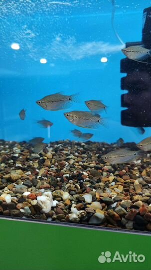 Аквариумные рыбки