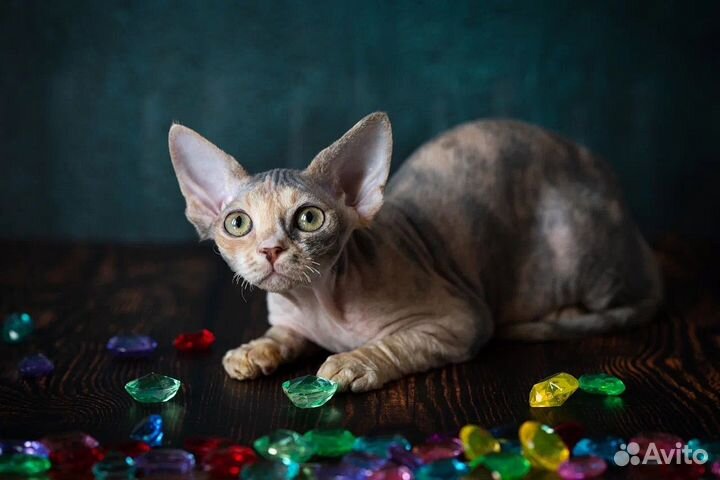 Кошечка Богатей-Ка