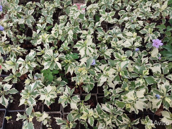 Гибискус сирийский