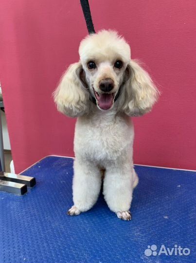 Стрижка собак. Груминг