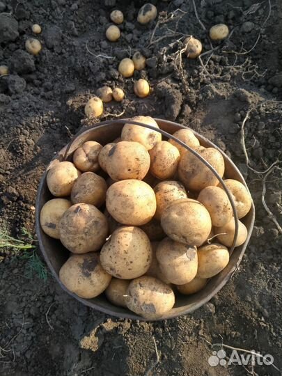 Картофель домашний