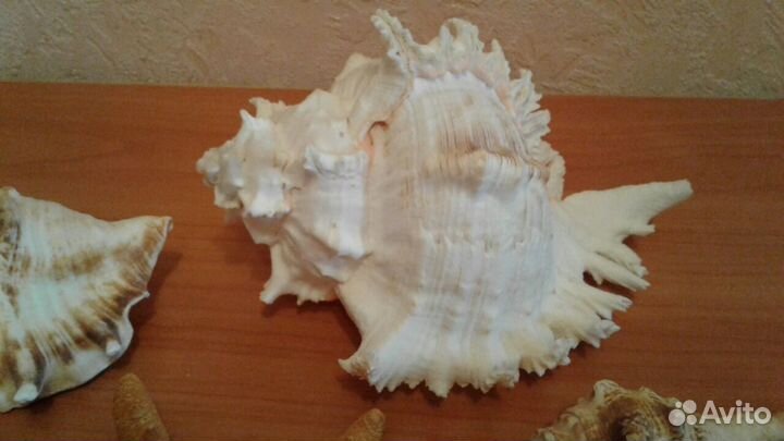 Морские Сувенирные статуэтки Ракушки