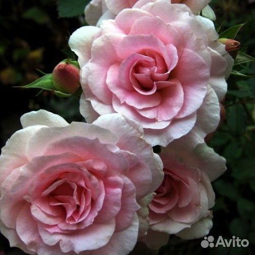 Роза плетистая Эксельза,Морден Блаш канадская