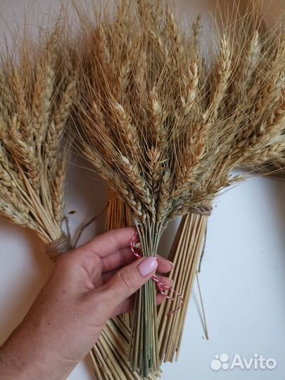 Колосья пшеницы