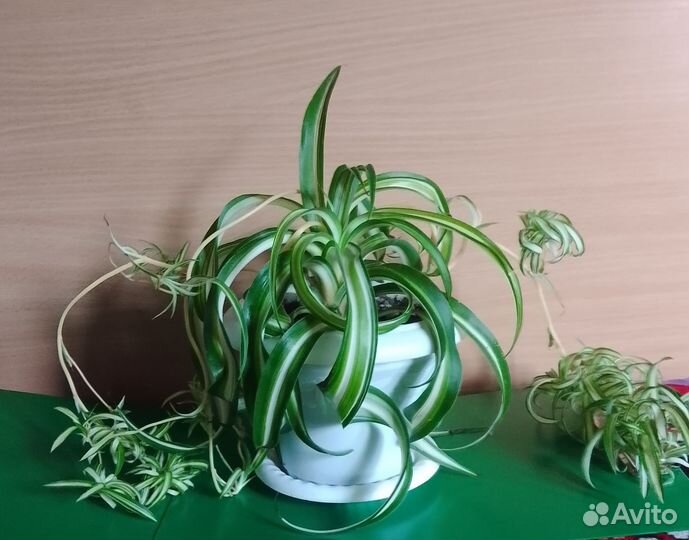 Хлорофитум хохлатый