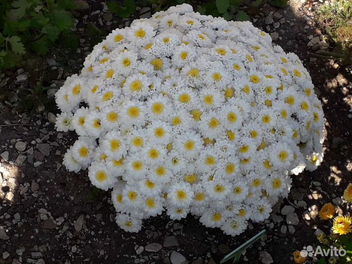 Хризантемы мультифлора