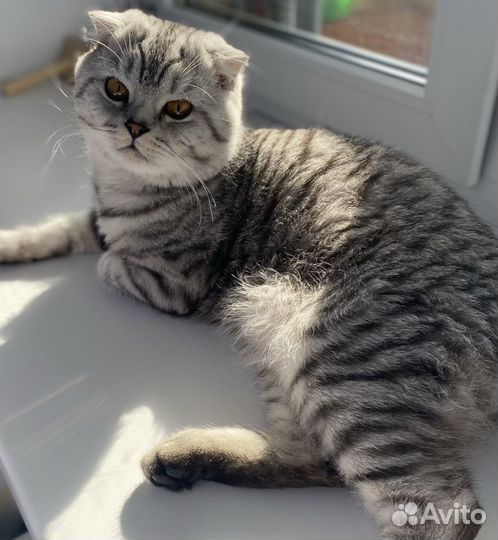 Кот шотландец вязка