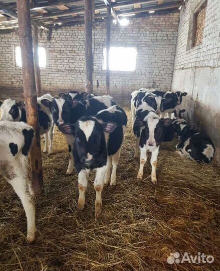 Телята бычки