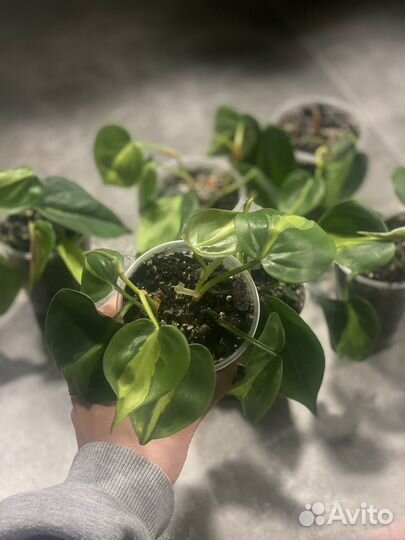 Филодендрон сканденс бразил