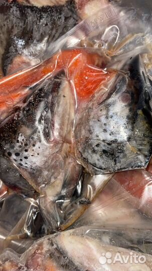 Набор из Семги