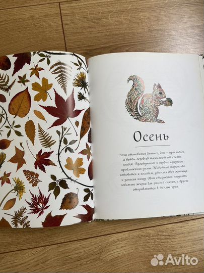 Книга Хелен Апорнсири Год в лесу