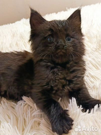 Котята мейн-кун