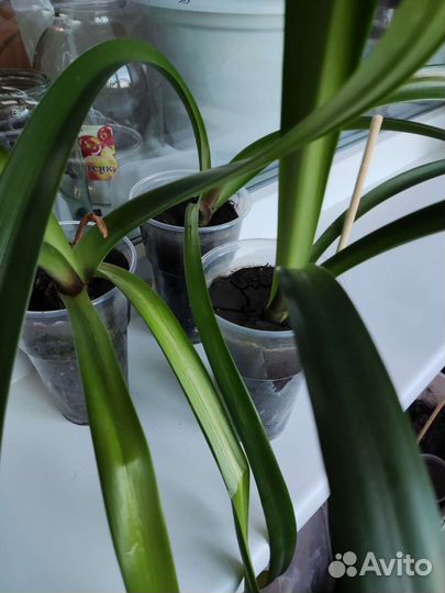 Цветок аморалис