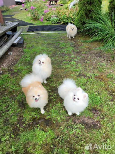 Померанский шпиц мини мини девочка белого окраса