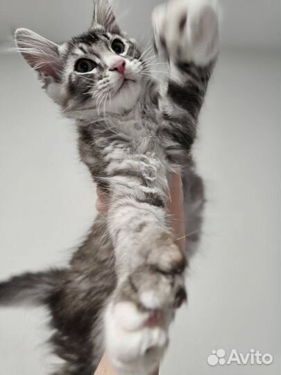 Мейкун котенок мальчик - полидакт