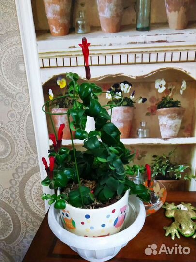 Эсхинантус мона лиза