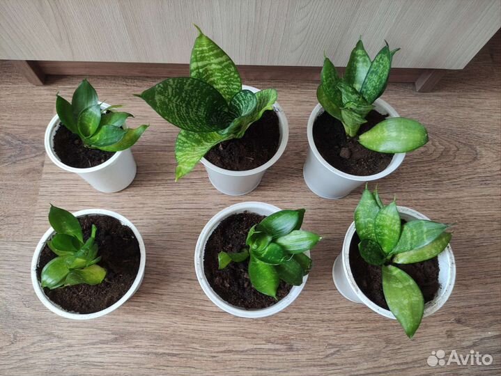 Сансевиерия комнатное растение