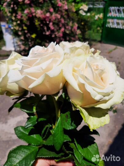 Роза Ла перла