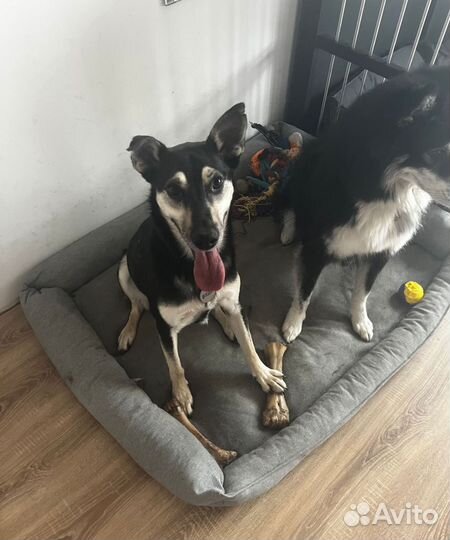 Собака Вуди