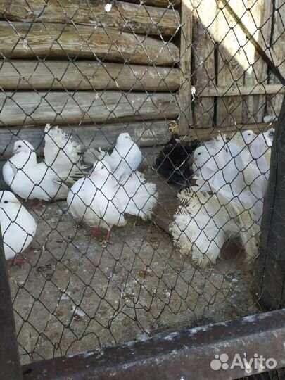 Голуби павлины