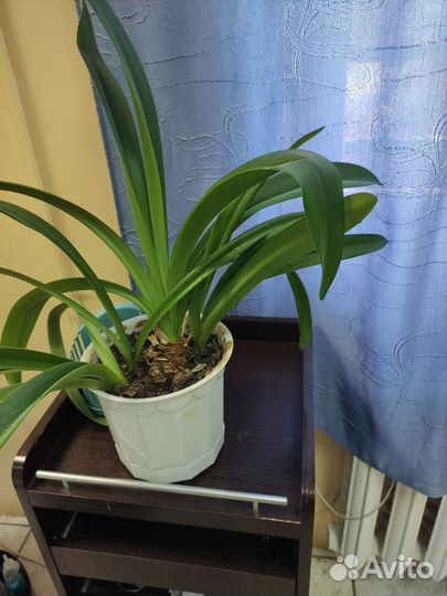 Лилии (гиппеаструм) луковицы