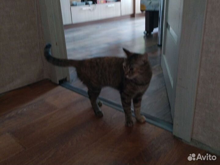 Кошка в дар бесплатно