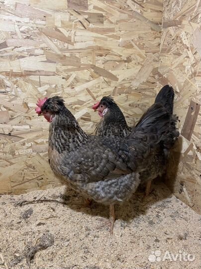 Инкубационное яйцо Легбар