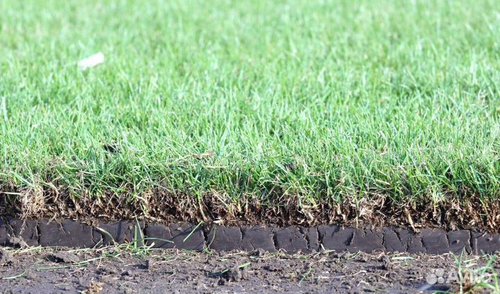 Озеленение (рулонный газон), газон под ключ