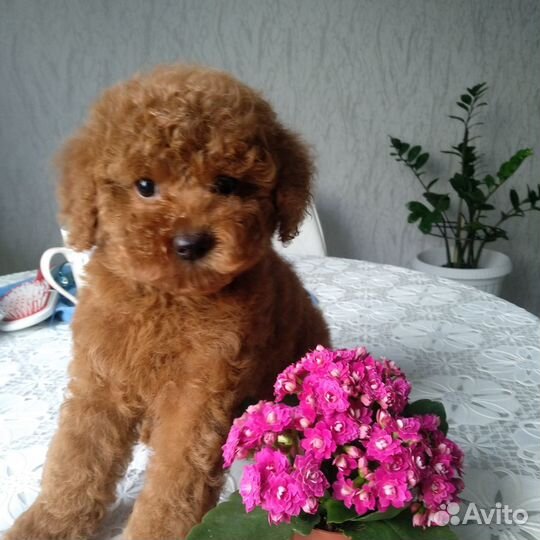 Щенки той пуделя