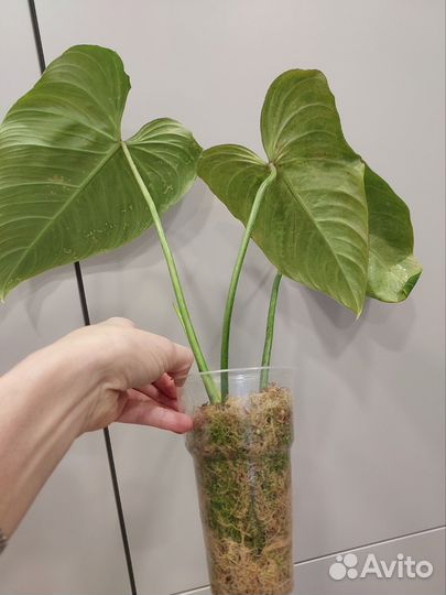 Филодендрон