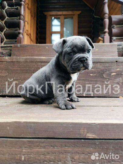 Французский бульдог голубой