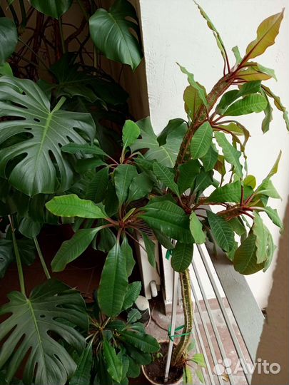 Молочай 2 шт., отдаю